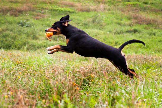 개, 스위스 품종 entlebücher sennenhund, 빨간 칼라에, 재미, 재생, 실행 및 점프, 녹색 잔디와 클리어링에 - peppy 뉴스 사진 이미지