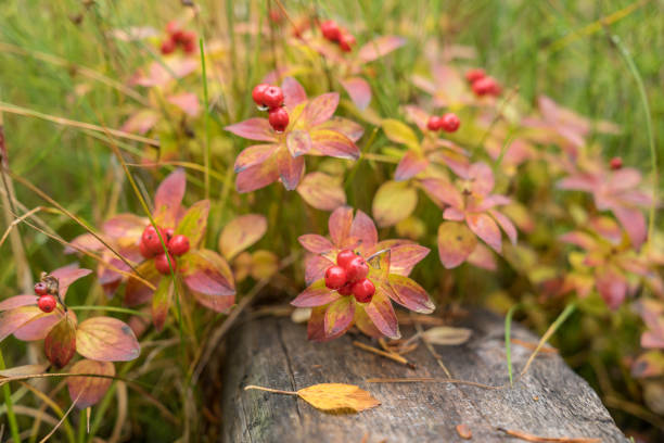 bearberry in autunno. colori autunnali - tempo ruska in lapponia. finlandia, paesi nordici in europa - bearberry foto e immagini stock