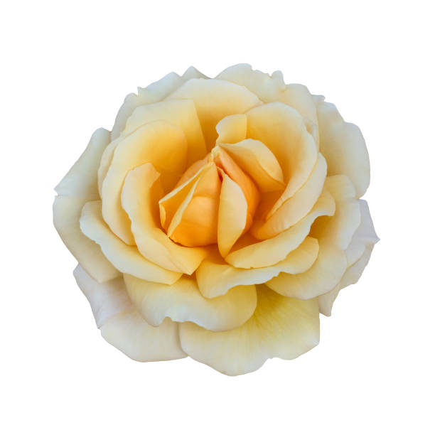istock Yellow rose isolated on a white background close-up. 1199009803
