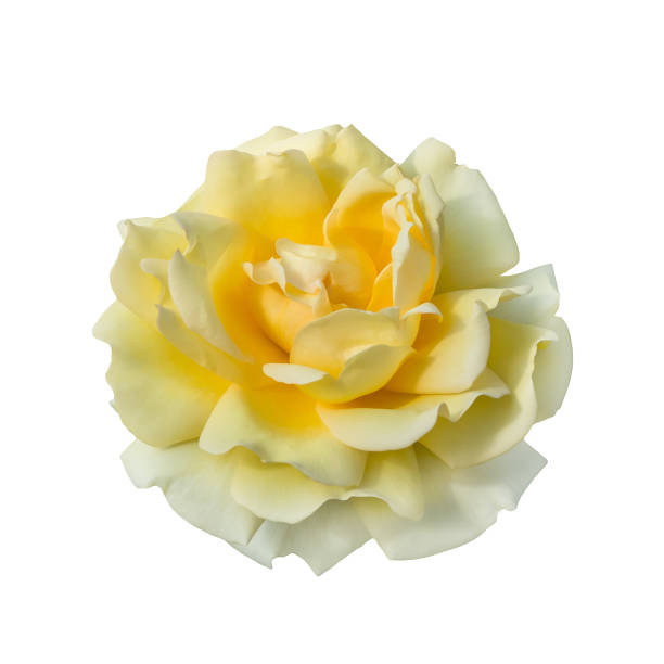 istock Yellow rose isolated on a white background close-up. 1199009810