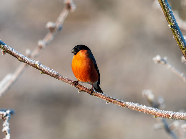 istock Bullfinch on tree in winter 1199010050