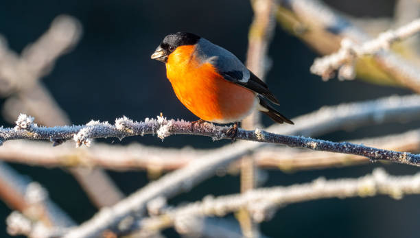 istock Bullfinch on tree in winter 1199010129