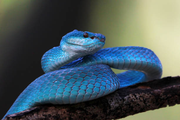 istock Blue viper snake, Indonesian poisonous snake 1199010237