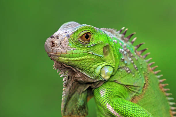 istock Green iguana closeup face 1199010242