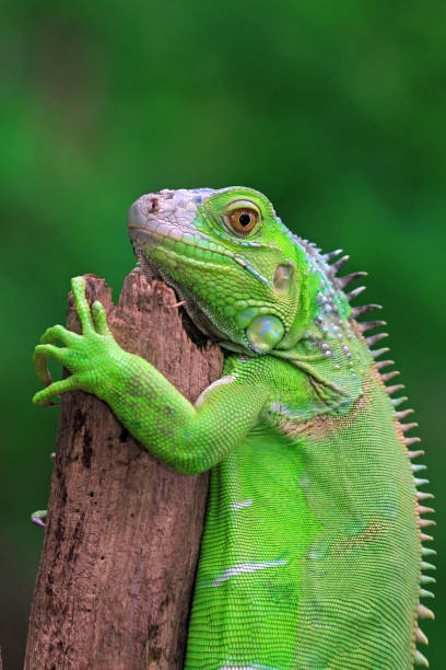 istock Green iguana closeup face 1199010248