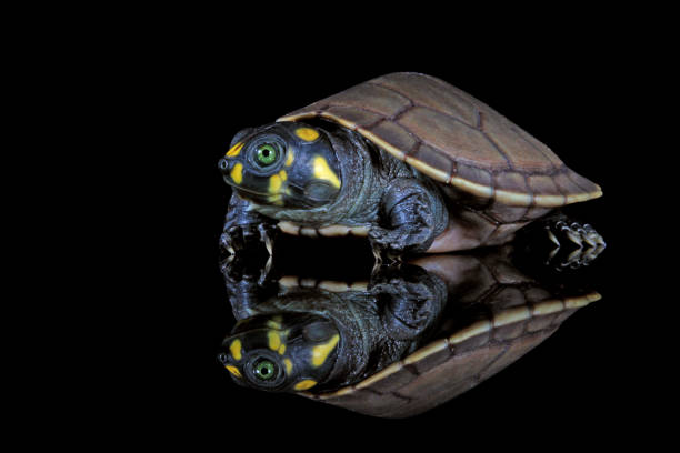 Beatiful small turtle with black background stock photo