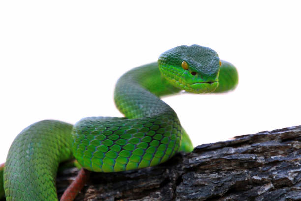Green viper snake, trimeresurus albolabris, Indonesian viper snake stock photo