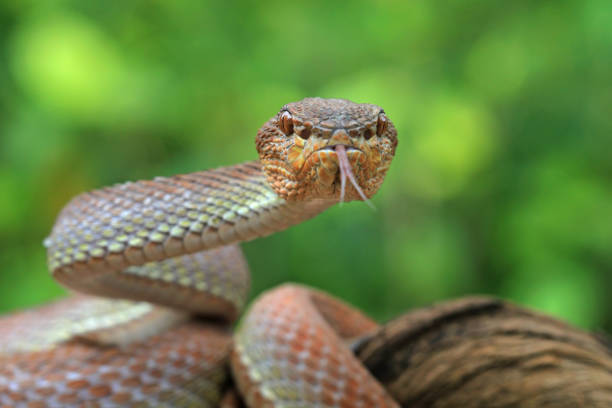 Manggrove pit viper closeup on branch, closeup head