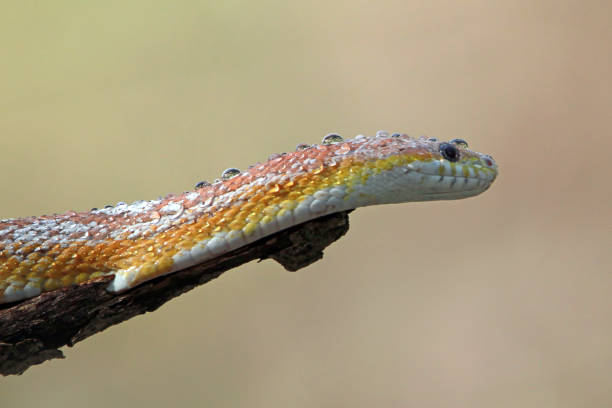 Corn snake with dew on head, reptilian closeup stock photo