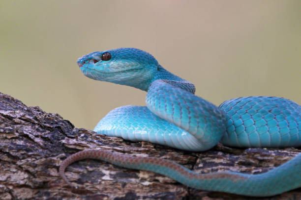 istock Blue viper snake, Indonesian poisonous snake 1199010964