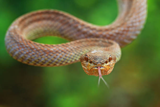 istock Manggrove pit viper closeup on branch, closeup head 1199010975