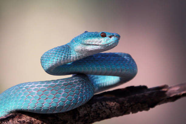 istock Blue viper snake, Indonesian poisonous snake 1199011013