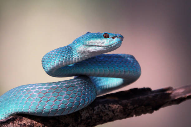 Blue viper snake, Indonesian poisonous snake stock photo