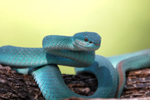 istock Blue viper snake, Indonesian poisonous snake 1199011092