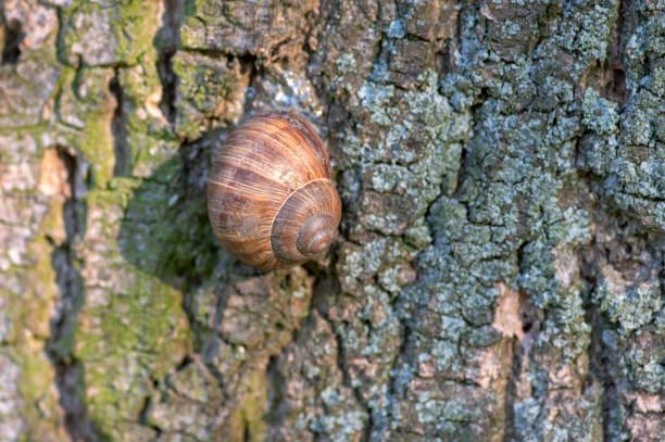 Helix pomatia big land snail on tree bark, brown shell with relaxing animal inside, sunny day