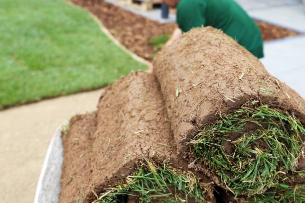 istock Gardener laying rolled turf in a back yard 1199011619
