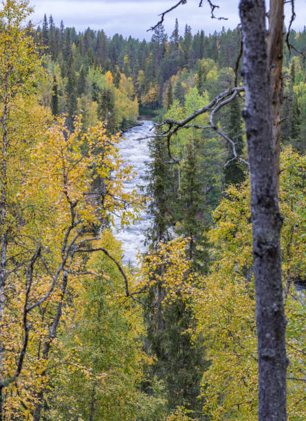 istock Cliff, stone wall, forest, waterfall and wild river panoramic view in autumn. Fall colors - ruska time in Myllykoski. Karhunkierros Trail, Oulanka National Park in north Finland. Lapland, Europe 1199011657