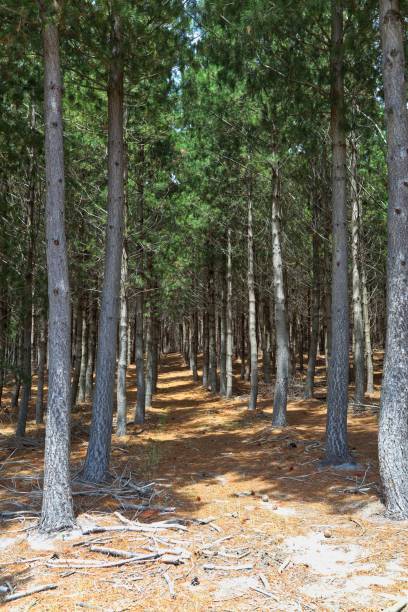 istock Samples of forestry blocks in Tasmania 1199013547