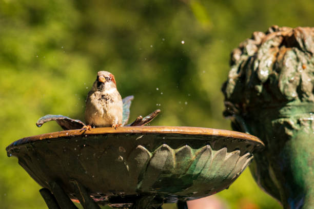 istock Bird in the fountain 1199013704