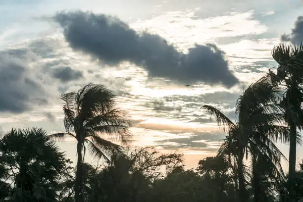Coconut palm tree silhouettes at sun sunlight sunset.Dramatic sky and cloudscape in background. Tropical skyline atmosphere. Dusk to night time lapse. Landscape scenery overcast atmospheric mood.