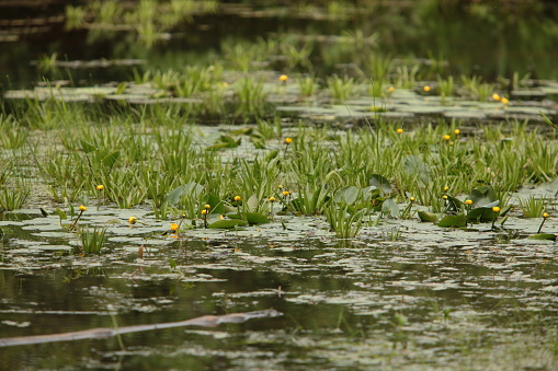 view of a flowering lake overgrown with water nuphar lutea
