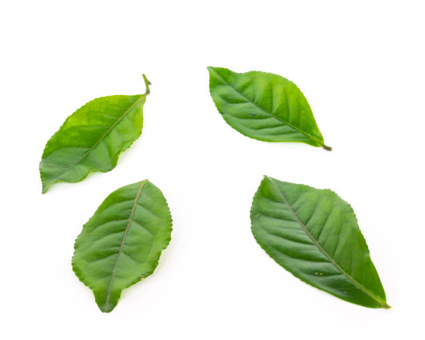 istock Studio shot four organic green tea leaves isolated on white background 1199016077