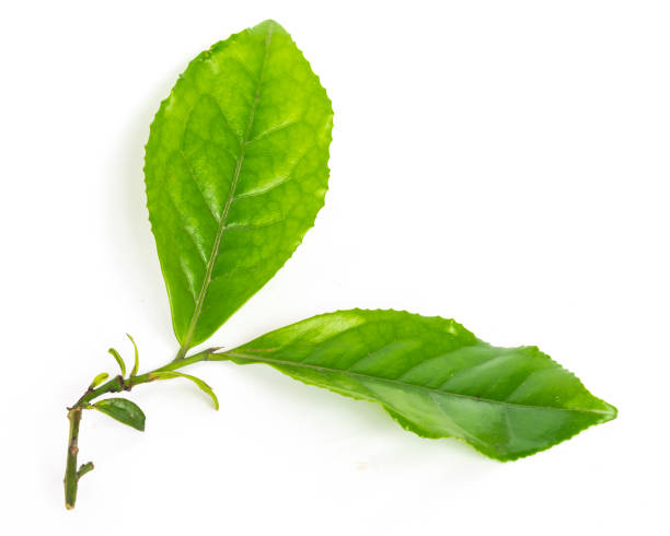 istock Studio shot organic green tea leaves branch isolated on white 1199016491