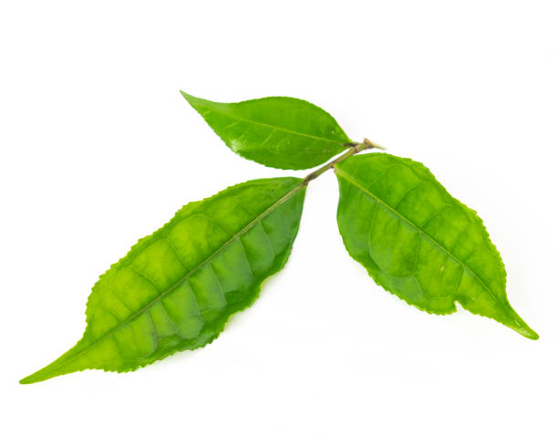 istock Studio shot organic green tea leaves branch isolated on white 1199016539