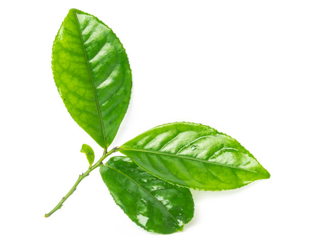 istock Studio shot organic green tea leaves branch isolated on white 1199016579
