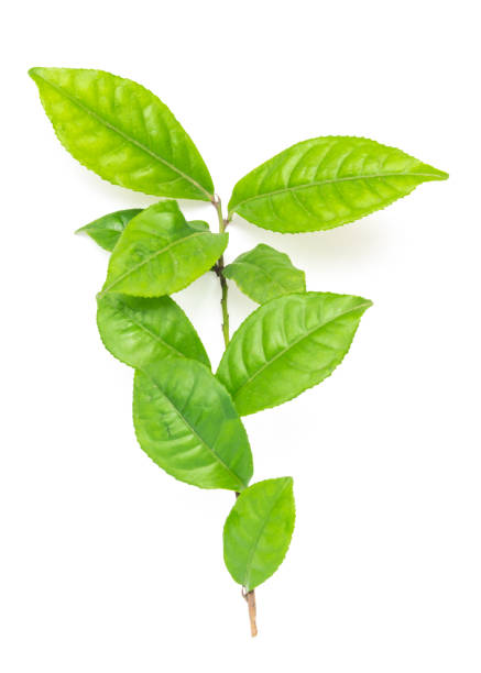 istock Studio shot organic green tea leaves branch isolated on white 1199016639