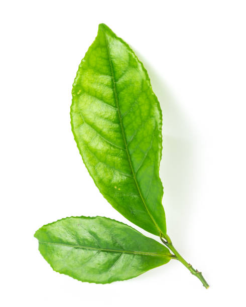 istock Studio shot organic green tea leaves branch isolated on white 1199016672
