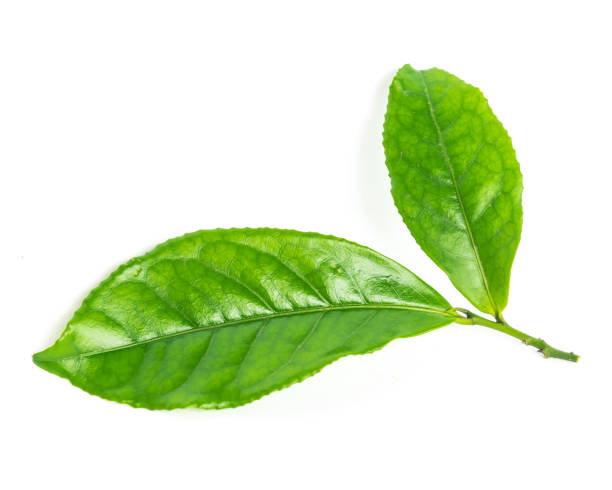 istock Studio shot organic green tea leaves branch isolated on white 1199016683