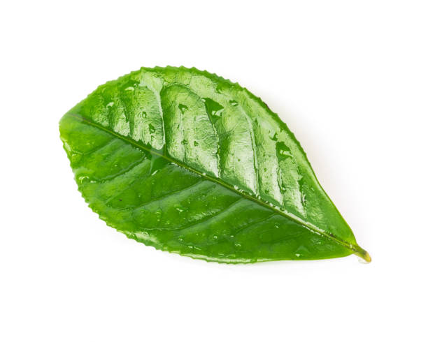 studio schoss einzelne bio-grün-tee-blatt mit wassertropfen isoliert auf weißem hintergrund - chlorophyll leaf single object green stock-fotos und bilder