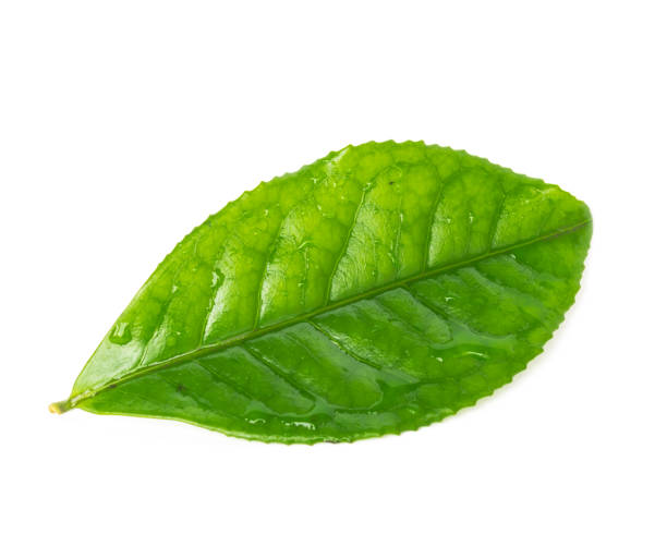istock Studio shot single organic green tea leaf with water drops isolated on white background 1199016768