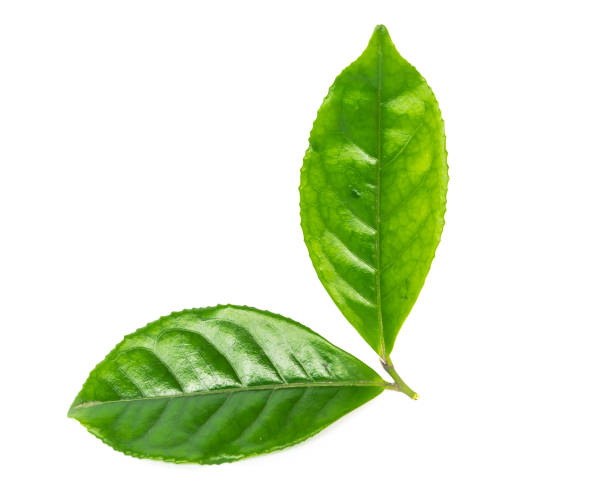 istock Studio shot two organic green tea leaves isolated on white background 1199016803