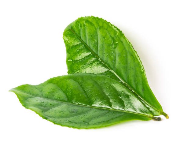 istock Studio shot two organic green tea leaves with water drops isolated on white background 1199016841