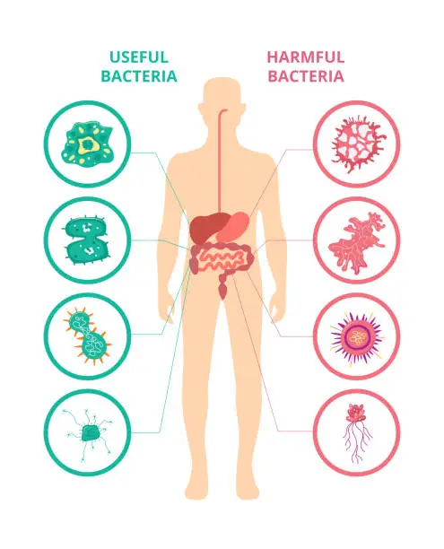 Vector illustration of Useful and harmful bacteria - human body poster with internal organs