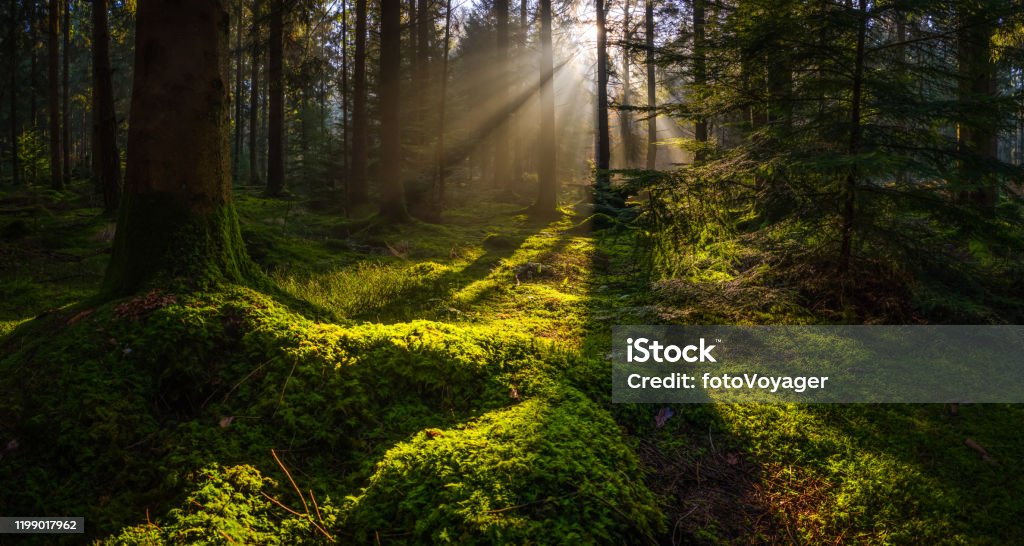 Idyllic forest glade mossy woodland golden rays of sunbeams panorama Golden beams of early morning sunlight streaming through the pine needles of a green forest to illuminate the soft mossy undergrowth in this idyllic woodland glade. Forest Stock Photo