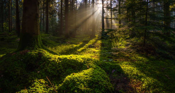Idyllic forest glade mossy woodland golden rays of sunbeams panorama Golden beams of early morning sunlight streaming through the pine needles of a green forest to illuminate the soft mossy undergrowth in this idyllic woodland glade. wilderness photos stock pictures, royalty-free photos & images