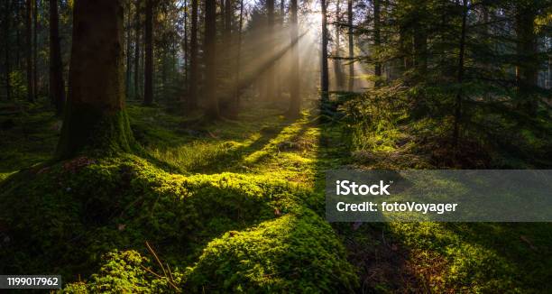 Idyllic Forest Glade Mossy Woodland Golden Rays Of Sunbeams Panorama Stock Photo - Download Image Now
