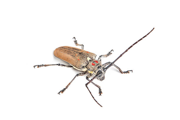 istock Tree borer (Batocera rufomaculata) isolated on a white background 1199018058