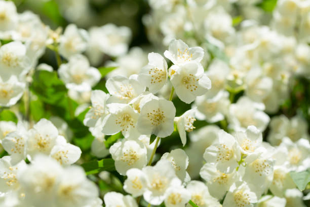 istock jasmine flowers in a garden 1199018800