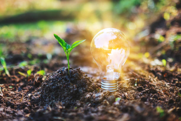 istock a small tree and a light bulb glowing on pile of soil 1199018882