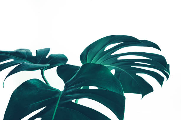 istock Selective focus of monstera leaves (leaf) on white color for decorating composition design background 1199020088