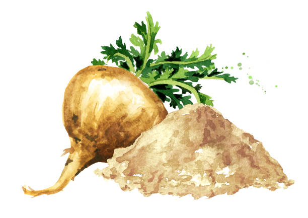 ilustraciones, imágenes clip art, dibujos animados e iconos de stock de raíz de maca o ginseng peruano con polvo, vegetal orgánico, superalimento. ilustración dibujada a mano de acuarela aislada sobre fondo blanco - ginseng isolated root herbal medicine