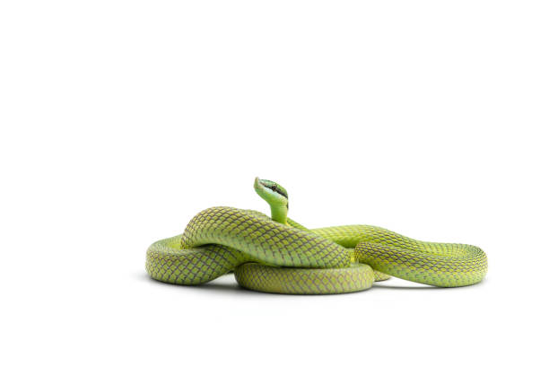 istock Baron's green racer snake isolated on white background 1199021996