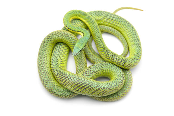 istock Baron's green racer snake isolated on white background 1199022027