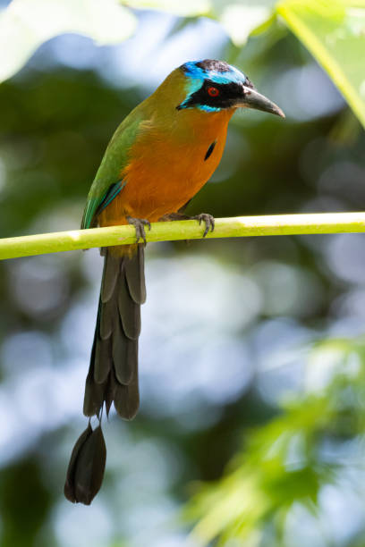 Blue-crowned Motmot perching An inquisitive Blue-crowned Motmot perches on a branch in the rainforest on a bright sunny day. motmot stock pictures, royalty-free photos & images