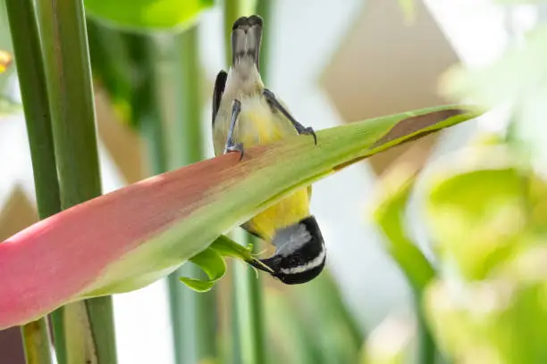 A Bananaquit feeding on the tropical Heliconia known as the Sexy Pink in a tropical garden.