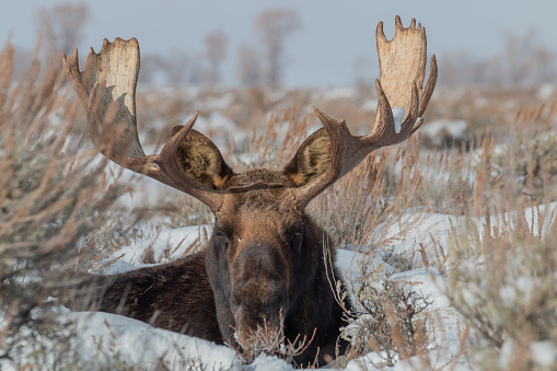 a bull Shiras moose bedded in Grand Teton National park in winter